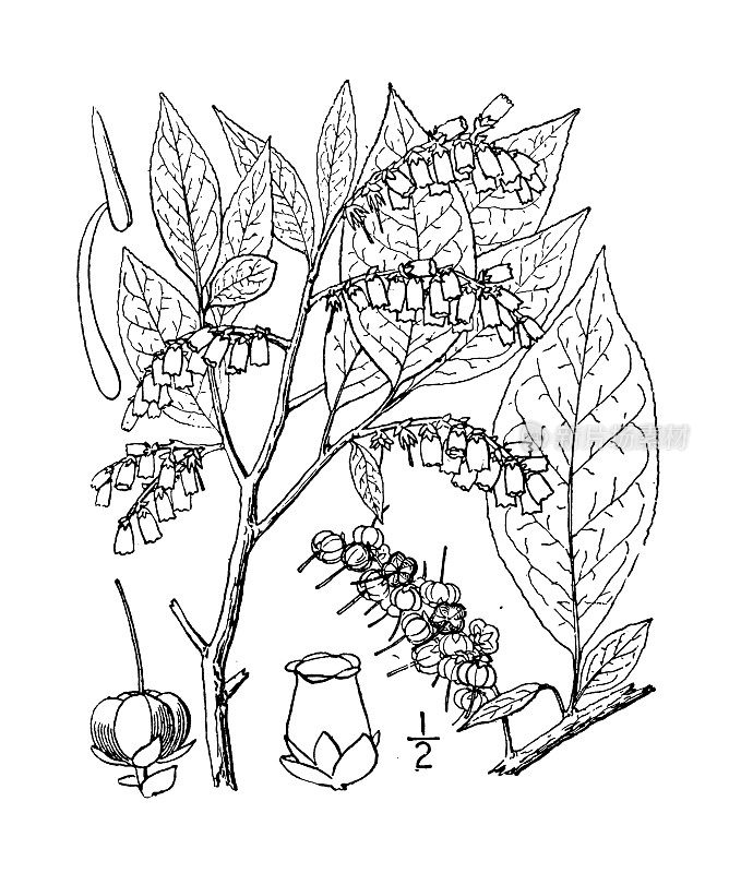 古植物学植物插图:Leucothoe recurva, Mountain Leucothoe